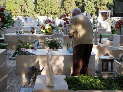Siamo in un�altra parte del cimitero: qui, vicino a un cipresso, si trova la tomba della moglie dell'uomo. Ed ecco che un gatto grigio tigrato si affaccia da dietro la lapide
